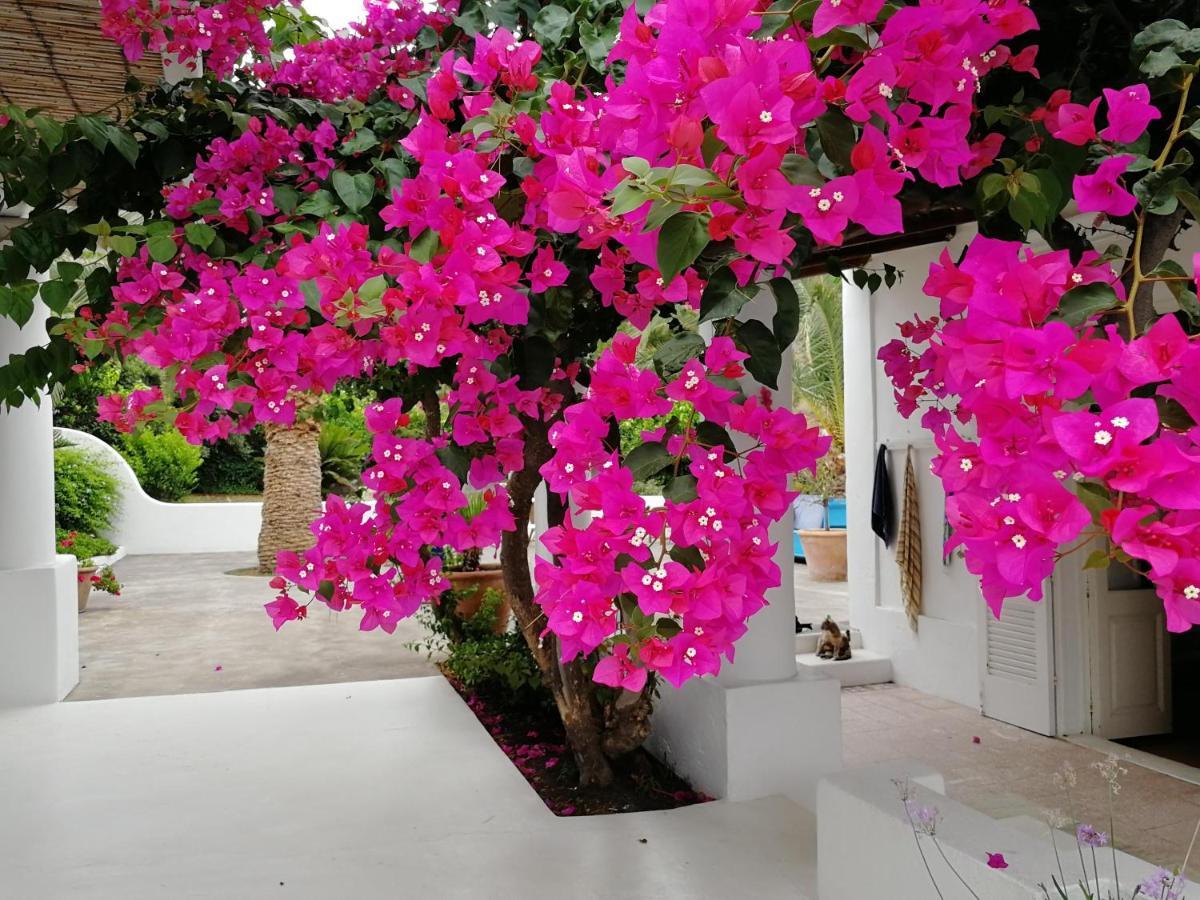 Bed and Breakfast Casa Carlotta Stromboli Zewnętrze zdjęcie